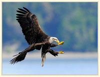 Eagles in flight A