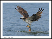 Osprey fishing or flying with fish a