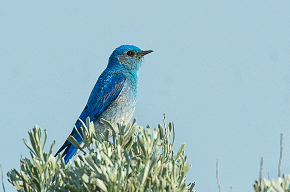 blue birds Ellingburg-1749-Edit-Edit