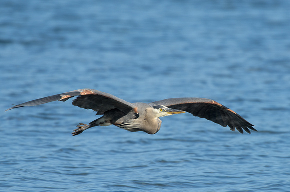 Seabeck eagles and herons-4840