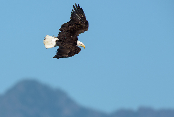 Seabeck eagles and herons-4918
