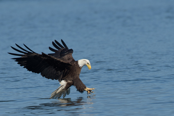 Seabeck eagles and herons-4925