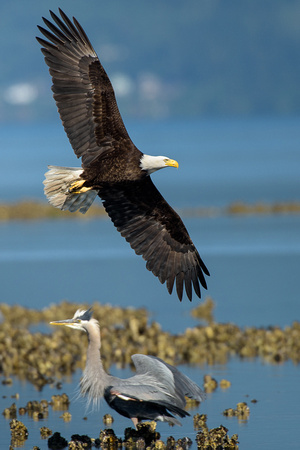 Seabeck eagles and herons-5149