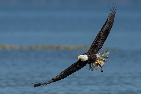 Seabeck eagles and herons-5294-Edit