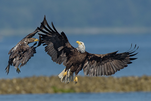 Seabeck eagles and herons-5348-Edit