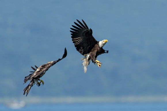 Seabeck eagles and herons-5522-Edit