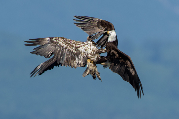 Seabeck eagles and herons-5523-Edit
