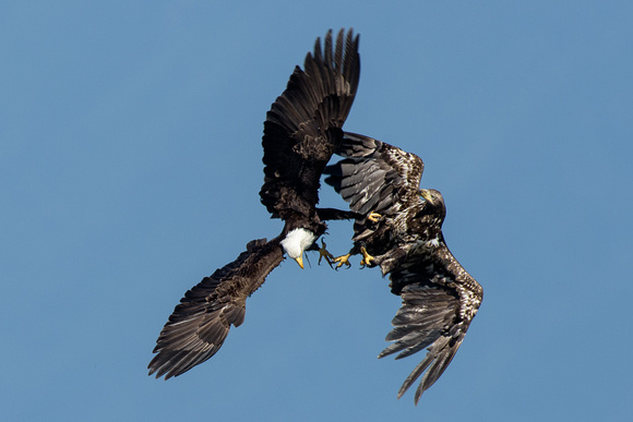Seabeck eagles and herons-5525-Edit