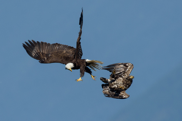 Seabeck eagles and herons-5526