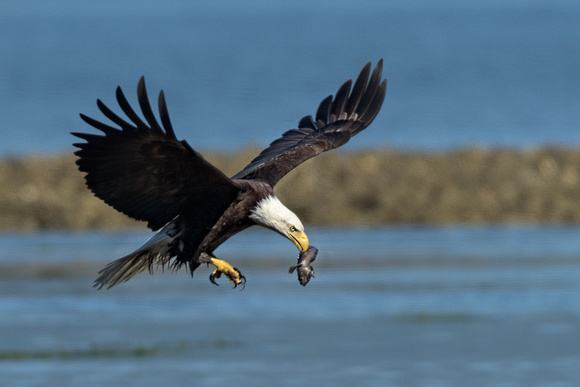 Seabeck eagles and herons-5316-Edit