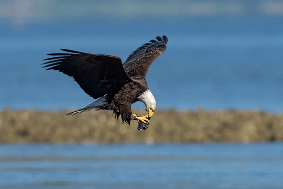 Seabeck eagles and herons-5317-Edit