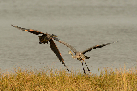 Another pair of heron SP action