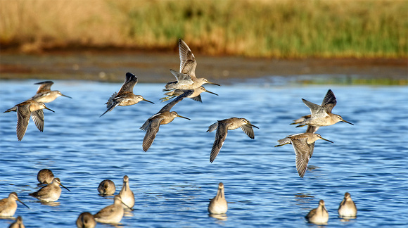 Dowitchers 2015 Stanwood-0737a
