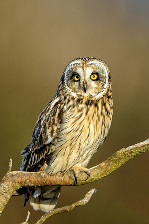 Stanwood Short Earred Owls-4984-Edit