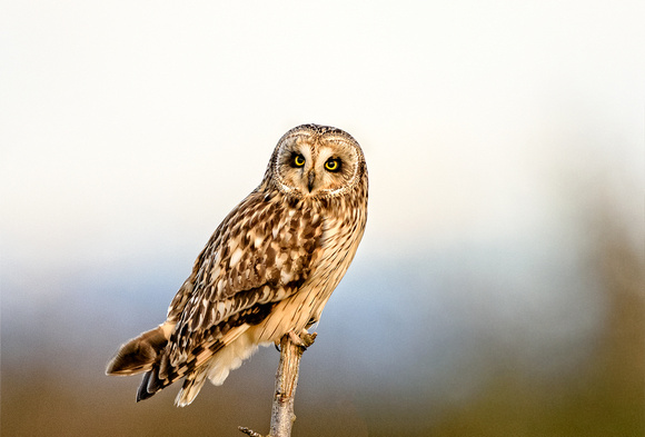Stanwood Short Earred Owls-5644-Edit