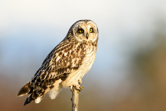 Stanwood Short Earred Owls-5367