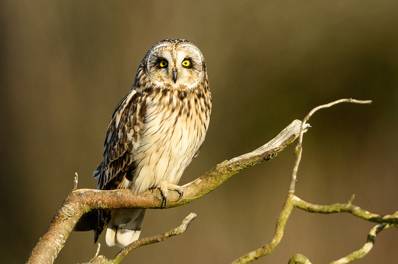 Stanwood Short Earred Owls-4749