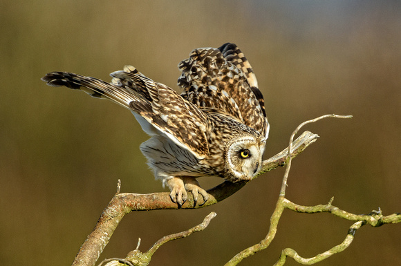 Stanwood Short Earred Owls-5022-Edit