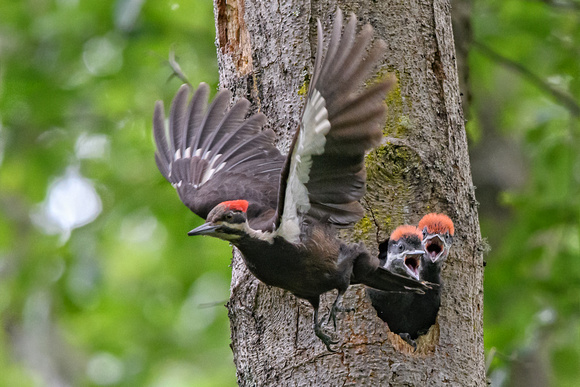 Piliated Woodpecker babies-3605-Edit-2
