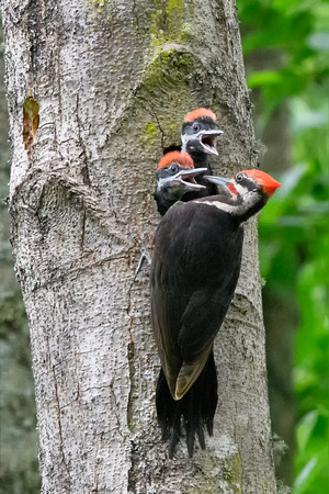 Baby Piliated Woodpeckers Yost Park-3252-Edit