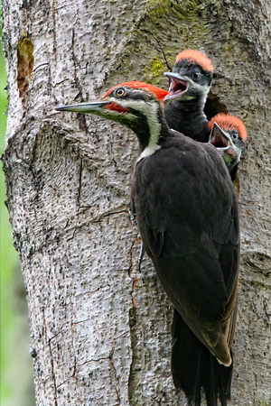 Piliated Woodpecker babies-3487-Edit
