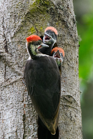 Piliated Woodpecker babies-3479-Edit