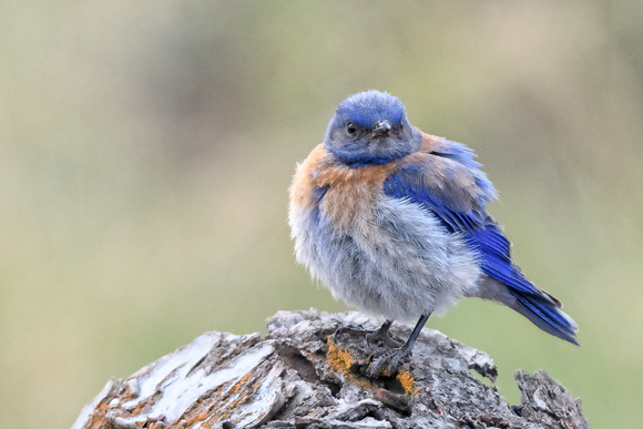 Bluebirds Ellinsberg 2016-4141-Edit