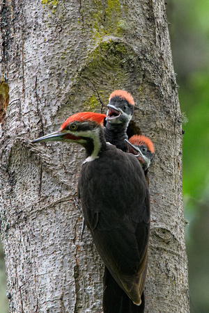 Piliated Woodpecker babies-3485-Edit
