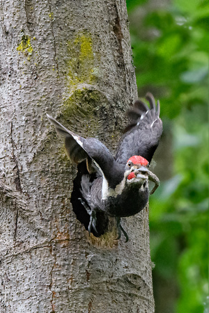 Baby Piliated Woodpeckers Yost Park-3275-Edit