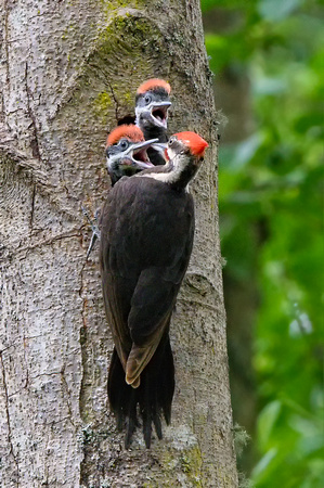 Baby Piliated Woodpeckers Yost Park-3240-Edit