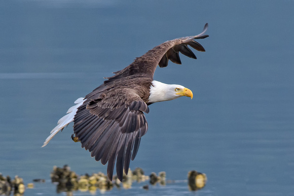 seabeck eagles-4795-Edit