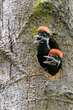 Piliated Woodpecker babies-3494-Edit