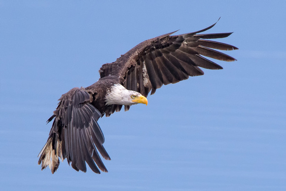 seabeck eagles-4680-Edit