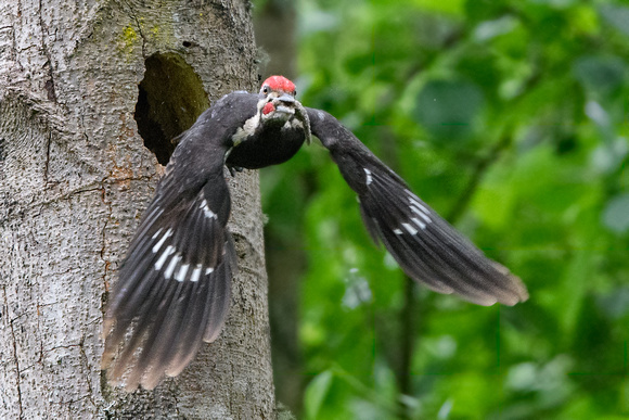 Baby Piliated Woodpeckers Yost Park-3276-Edit
