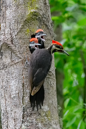 Baby Piliated Woodpeckers Yost Park-3262-Edit