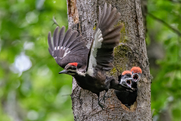 Piliated Woodpecker babies-3605-Edit