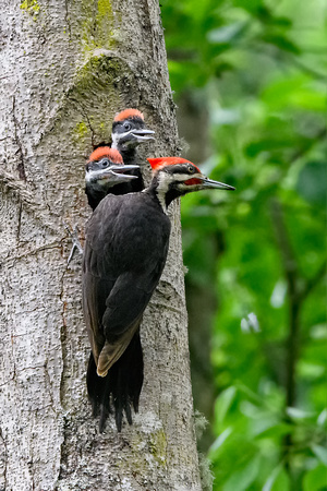 Baby Piliated Woodpeckers Yost Park-3246-Edit