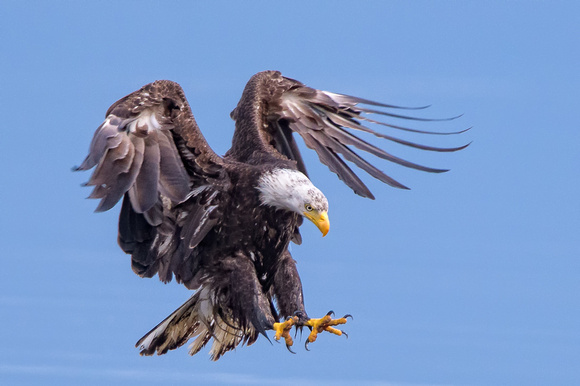 seabeck eagles-4686-Edit