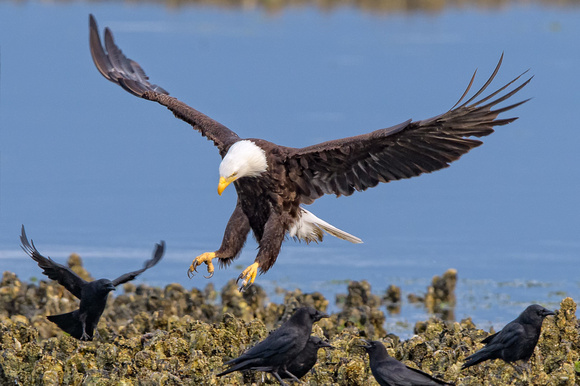 seabeck eagles-4735-Edit