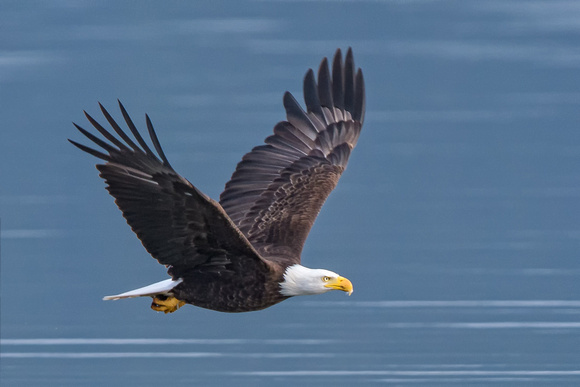 seabeck eagles-4775-Edit