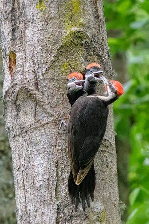 Baby Piliated Woodpeckers Yost Park-3215-Edit