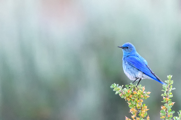 Bluebirds Ellinsberg 2016-3821-Edit-Edit