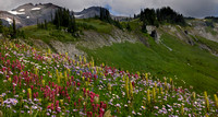 More wildflowers near Mt Rainier in clouds