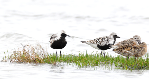 Black Bellied Plovers and dunlins