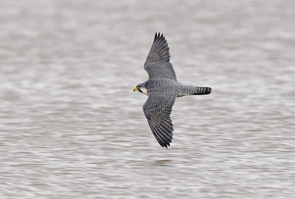 P Falcon chasing Dulins.jpg