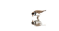 Simipalmated Plover