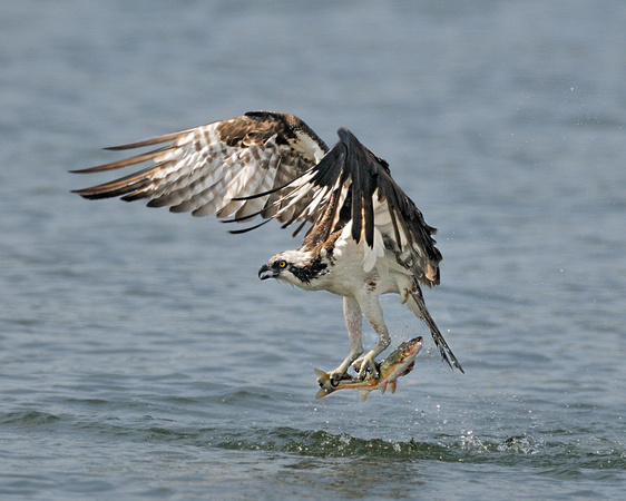 osprey with fish c.