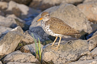 spotted sandpiper on rock