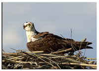 Osprey on perches or nest a