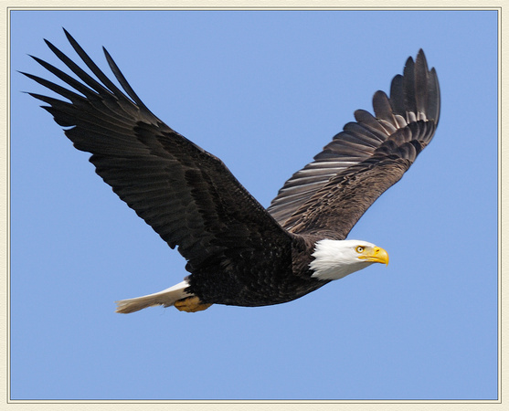 eagle fly by